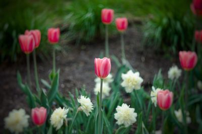 Pink flowers blooming in park