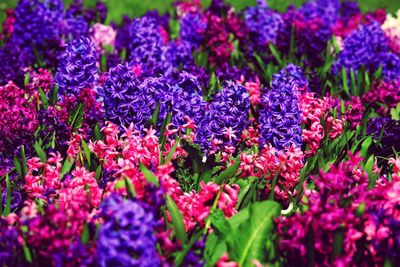 Close-up of purple flowers blooming outdoors