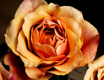 Close-up of fresh rose blooming outdoors