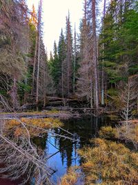 Trees by lake in forest against sky