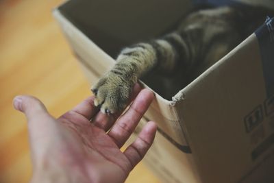 Close-up of cropped hand