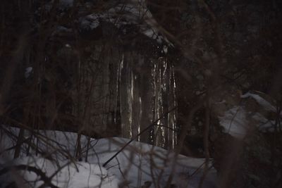 Frozen trees in forest