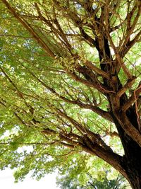 Low angle view of trees in forest