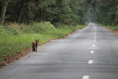 View of dog on road amidst trees