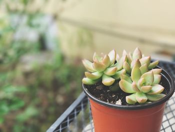 High angle view of succulent plant in pot