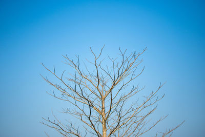 Low angle view of bare tree against clear blue sky