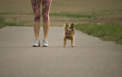 Low section of woman with dog walking on road in city