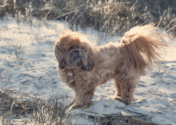 Portrait of a shih tzu dog on beach hair blowing in the wind