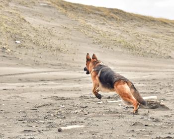 Side view of dog running on beach