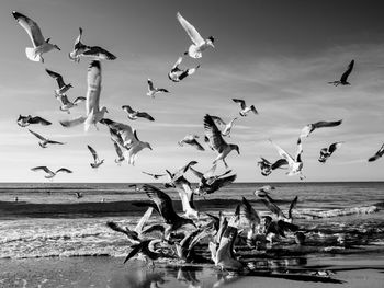 Birds flying over beach against sky