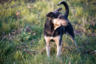 Dog standing in field