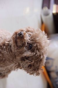 Tilt image of cavapoo at home