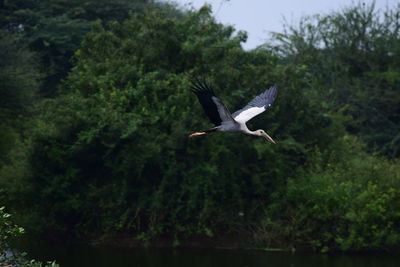 Low angle view of bird flying