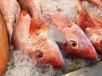 Close-up of fish on ice at market