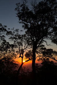 Silhouette tree against orange sky