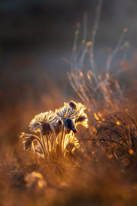 Close-up of dead plant on land