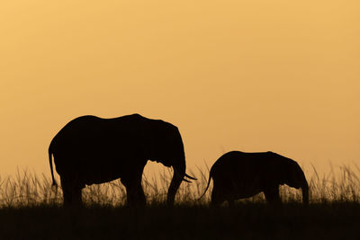 African bush elephant and baby on skyline