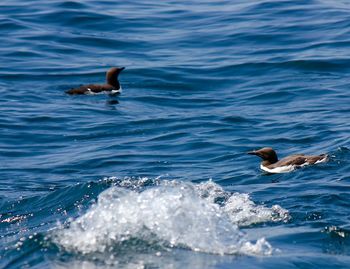 High angle view of birds swimming in sea