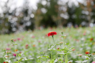 Close-up of red flowering plant on field