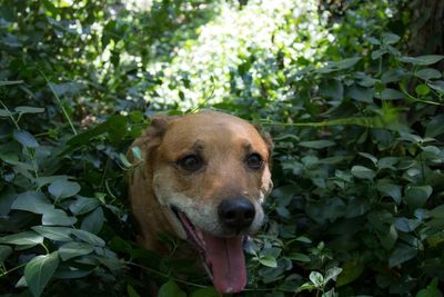 Portrait of dog on plant