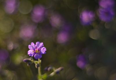 Close-up of flowers blooming outdoors