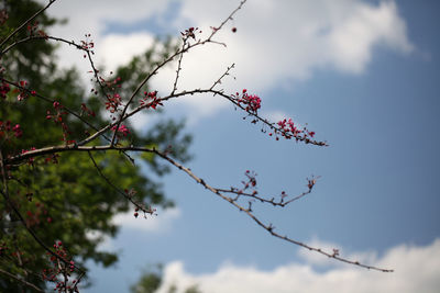 Low angle view of flowering plant against sky