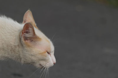 Close-up of cat relaxing on floor