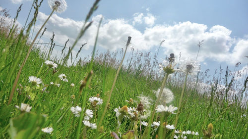 Close-up of wildflowers blooming in field against sky
