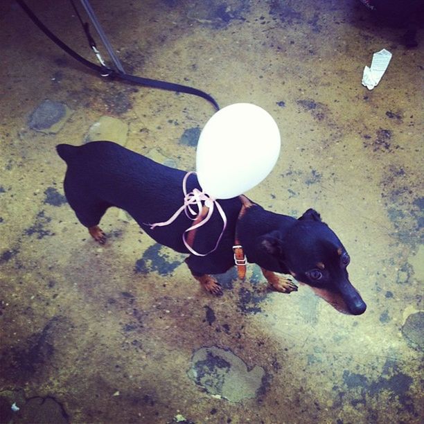 domestic animals, pets, animal themes, dog, one animal, mammal, high angle view, full length, water, two animals, standing, walking, men, day, street, outdoors, pet leash, shadow, sunlight