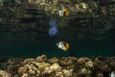 Close-up of fish swimming in sea