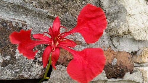 Close-up of red flowers