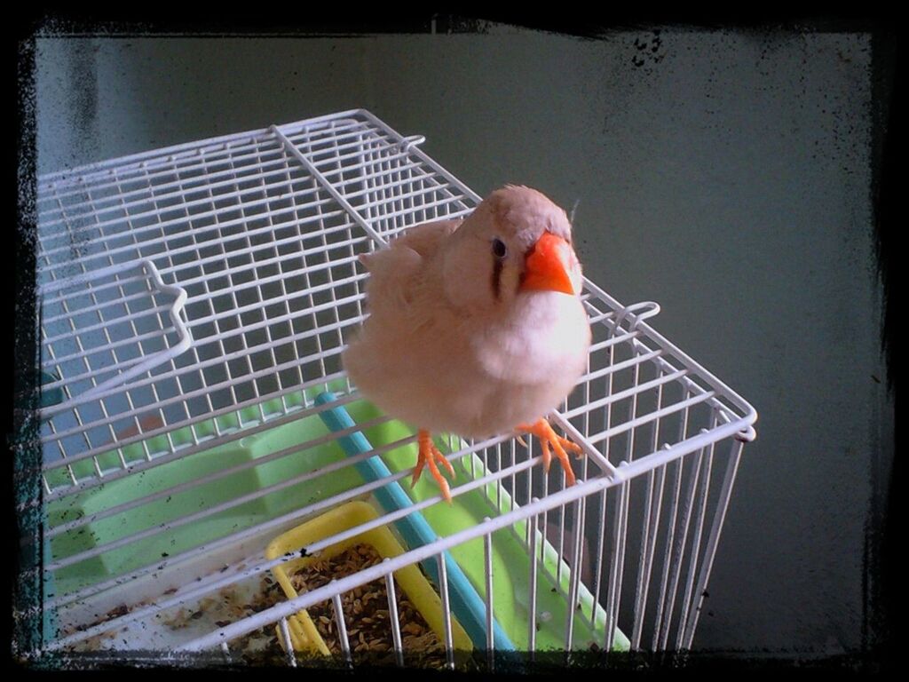 animal themes, bird, transfer print, one animal, auto post production filter, wildlife, animals in the wild, close-up, cage, beak, perching, metal, fence, no people, outdoors, birdcage, day, full length, railing, parrot