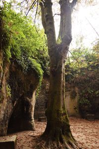 Trees growing in forest