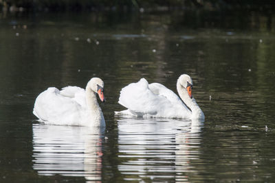 Swans swimming in lake