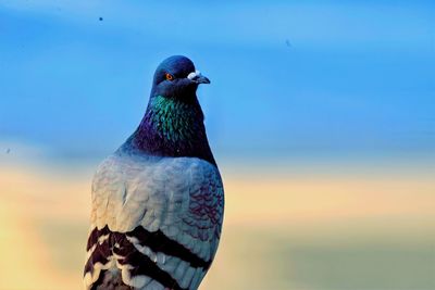 Close-up of a bird looking away against sky