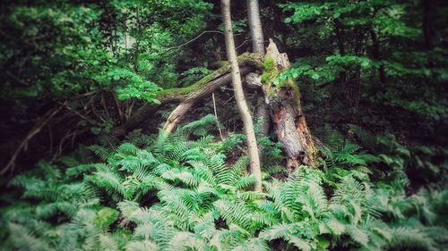 Trees growing in forest