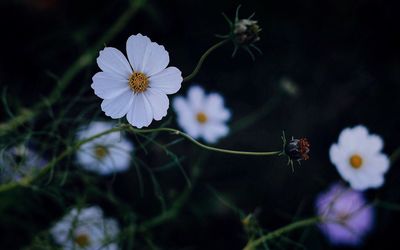 Close-up of white flowers against blurred background