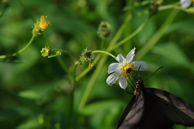 Close-up of flowering plant