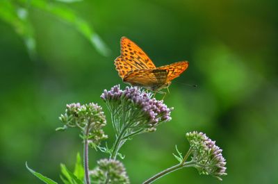 Close-up of butterfly pollinating on flower