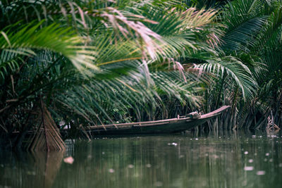 Boat amidst palm trees in lake