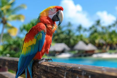 Close-up of bird perching on wooden post