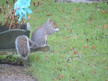 Squirrel on grass