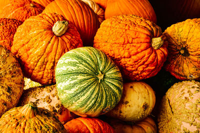 Pille of autumn pumpkins in varieties with green stripes, orange warty, yellow, and tan color