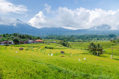 Scenic view of agricultural field against sky