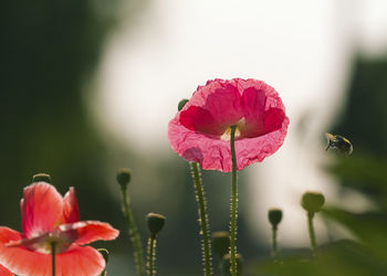 Close-up of pink rose flower