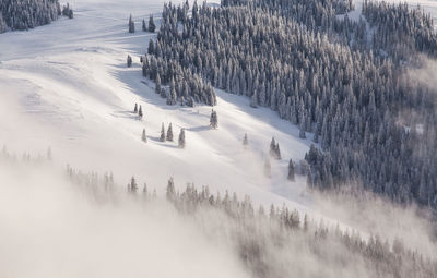 High angle view of trees on snowy landscape