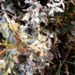 Close-up of leaves on twig