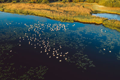 High angle view of ducks floating on lake