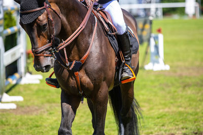 Horse riding horses in a field