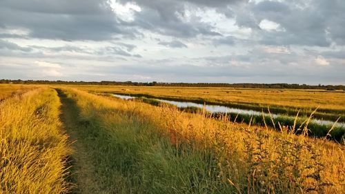 Scenic view of field against sky